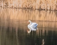 JAK NASZA SZKOŁA WIOSNĘ WITAŁA :-)